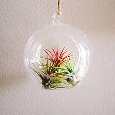 close-up of a hanging terrarium