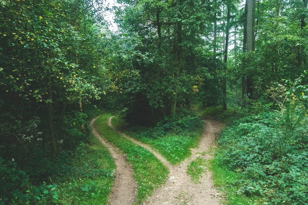 Dirt path in the woods with fork in the road